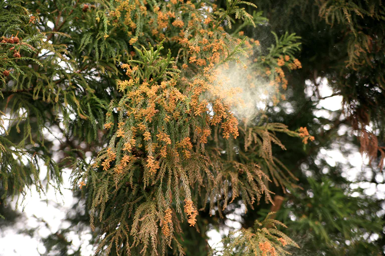 そもそも花粉症とは？